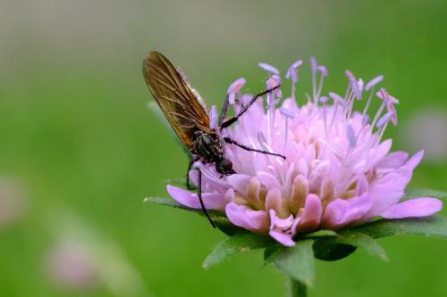 Empis tessellata